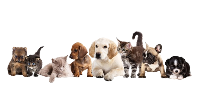 veterinaria-mascotas